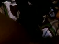 Homemade dog sex while chilling